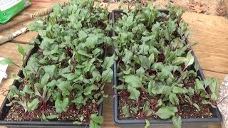 BEETS  GROWING STEP BY STEP HOW TO DO IT OAG 2017 [upl. by Cattier]