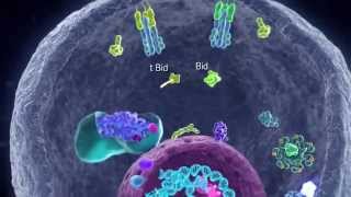 Apoptotic Pathways [upl. by Eilrac]