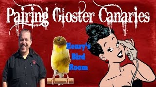 Pairing Gloster Canaries  Henrys Bird Room [upl. by Eglantine448]