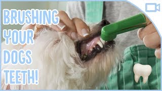 How to Brush Your Dogs Teeth [upl. by Eocsor116]