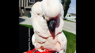 Its a Cockatoo Tantrum 🙉 SUBTITLED [upl. by Merry]