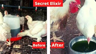 STOP WASTING YOUR MONEY  How I use Bitter leaf for Coccidiosis in Poultry [upl. by Baggott]