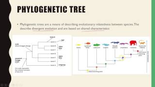 Unit 4 Biology Showing Relatedness Phylogenetic trees [upl. by Akkahs]