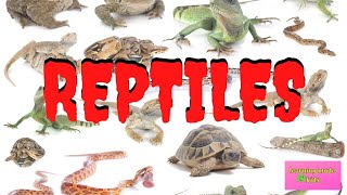 REPTILES  INTERESTING FACTS FOR KIDS [upl. by Aldredge97]