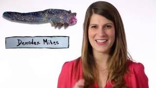 Demodex Mites Living On Your Face [upl. by Ayanad]