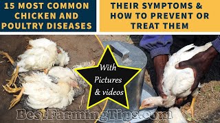 15 most common chicken and poultry DISEASES their symptoms and how to prevent or treat them [upl. by Naara]