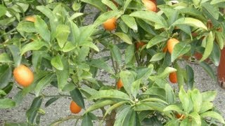 Mandarino cinese o kumquat rinvaso e concimazione [upl. by Nitnelav]