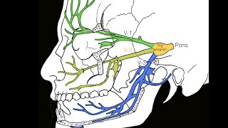 Cranial nerve V [upl. by Itsim453]