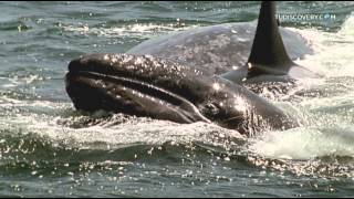 Ballenas asesinas  Discovery Channel Latinoamerica [upl. by Alleunam]