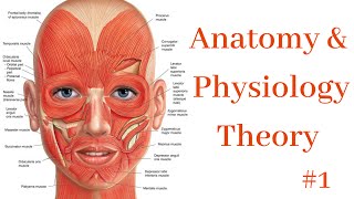 Anatomy amp Physiology 1 [upl. by Anad761]