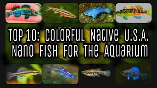 Top 10 Colorful Native USA Nano Fish Species Aquarium Worthy North American Wild Species  NANFA [upl. by Felice]