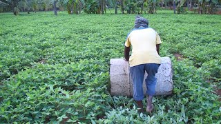 Role Of Drum Rolling In Groundnut  Farming Inspirations [upl. by Lesak]