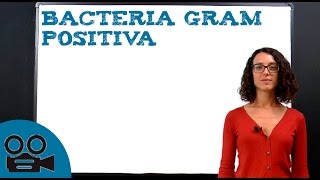 Bacteria Gram Positiva [upl. by Sinnaoi]