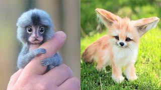 15 Cutest Exotic Animals You Can Own As Pets [upl. by Navarro]