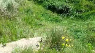 Sand Dune Ecosystem [upl. by Beal]