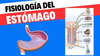 Fisiología del estómago [upl. by Tani460]