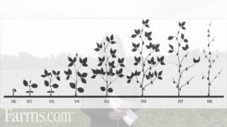 Farmscom Soybean Report Understanding Soybean Growth Stages [upl. by Panta229]