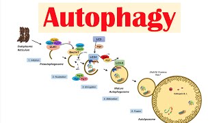 Autophagy  Macroautophagy amp Importance in Health [upl. by Rockel]