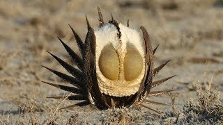 The Dance Of The Sage Grouse [upl. by Munt613]