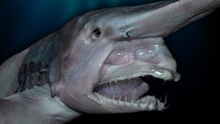 Top 10 Creepy Deep Sea Creatures Discovered [upl. by Paryavi]