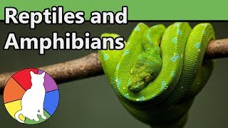 Reptiles and Amphibians  Animal Fact Files [upl. by Terb]