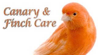 Canary and Finch Care  Requested [upl. by Shamrao]