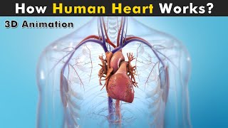 Human Heart Anatomy And Physiology  How Human Heart works 3D Animation [upl. by Shay]