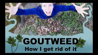 Goutweed How I remove it PART 1 [upl. by Mckay]