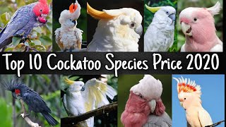 Top 10 Cockatoo Species Price 2020 [upl. by Brenner485]