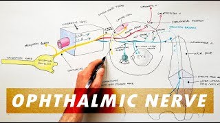 Trigeminal Nerve Anatomy  The Maxillary nerve [upl. by Grefer]