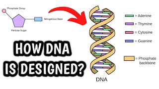 DNA Structure And Function Animated [upl. by Osnohpla]