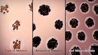 How We Get Our Skin Color  HHMI BioInteractive Video [upl. by Pacheco13]