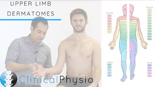 Upper Limb Dermatomes  Clinical Physio [upl. by Eirret78]