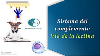 🔴 Sistema del complemento 3️⃣ Vía de las lectinas [upl. by Yrocal]