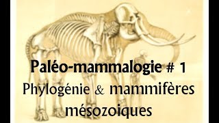 Paléomammalogie 1 Phylogénie et mammifères mésozoiques [upl. by Anirdnajela]