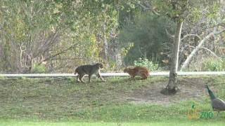 Wild bobcats in Irvine Regional Park [upl. by Ellevehc]