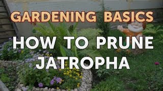 How to Prune Jatropha [upl. by Anyel]