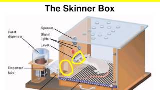 Operant Conditioning  The Skinner box experiment [upl. by Louie]