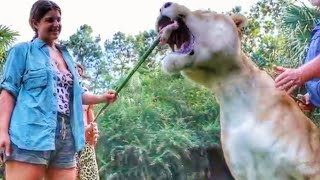 1000 POUND LIGER ENJOYS SOME CHICKEN  Myrtle Beach Safari [upl. by Ylebmik]