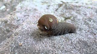 Eastern Tiger Swallowtail caterpillar [upl. by Arinay]