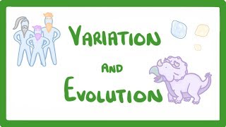 GCSE Biology  Variation and Evolution 68 [upl. by Howlond460]