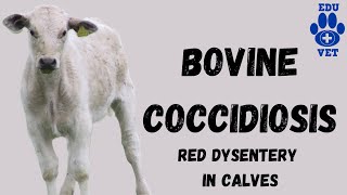 Bovine Coccidiosis SimplifiedParasitology [upl. by Aisyla]