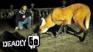 Steve Meets the Strange and Endangered Maned Wolf  Deadly 60  BBC Earth Kids [upl. by Raynell]