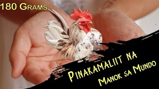 Grabe ang Liit ng Manok  10 Pinaka Maliit na Manok sa Buong Mundo [upl. by Vinaya]