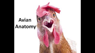 Avian Anatomy Part 1  Anatomy of the chicken head and neck [upl. by Arluene914]