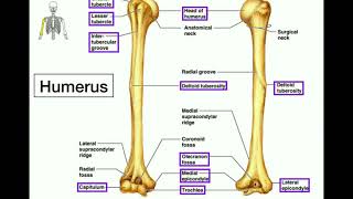 Anatomy  Specific Bony Features of the Radius amp Ulna [upl. by Tricia]