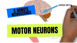 2Minute Neuroscience Motor Neurons [upl. by Frentz288]