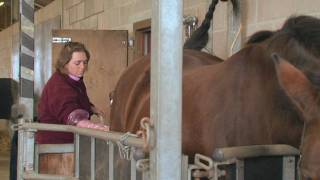 Equine Reproduction UK  3 day breeding short course AI tech training [upl. by Baird540]