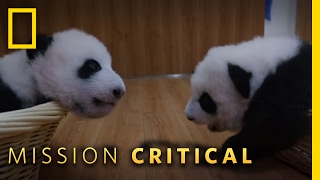 Top 3 Cutest Panda Baby Moments  Mission Critical [upl. by Eerolam]