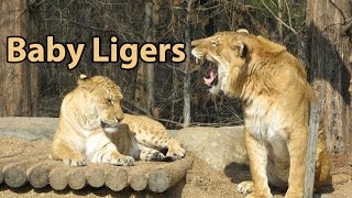 What Is a Liger  quotThe Largest Cat in the Worldquot [upl. by Jeannine]